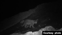 A snow leopard is seen in the Thajwas area of Baltal in Indian administered Kashmir. (Courtesy Nature Conservation Foundation)