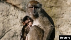 រូប​ឯកសារ៖ សត្វ​ស្វាក្តាម​នៅ​សួនសត្វ​ក្រុង Basel ប្រទេស​ស្វ៊ីស កាល​ពី​ឆ្នាំ​២០០៨។