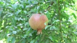 بارانونو او مرضونو مو انار وراسته کړي دي – د کندهار کروندګر 