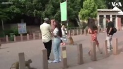 Monkeys Terrorize Tourists at India’s Taj Mahal 