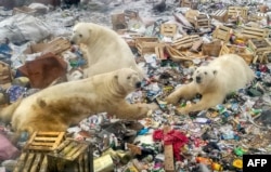 Polar bears feed at a garbage dump near the village of Belushya Guba, Oct. 31, 2018. The village in the remote Russian northern Novaya Zemlya archipelago is a tightly-controlled military area where a state of emergency was declared in February after dozens of bears were seen entering homes and public buildings.
