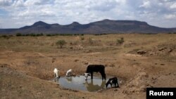 Livestock drink from a drying river outside Utrecht, a small town in the northwest of KwaZulu-Natal, a South African province, Nov. 8, 2015. 