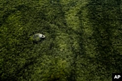 A dead tilapia floats among algae in a shallow Salton Sea bay near Niland, California, April 29, 2015.