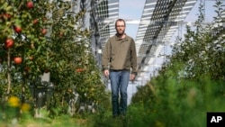 Farmer Christian Nachtwey walks under solar panels, installed over his organic orchard in Gelsdorf, western Germany, Tuesday, Aug. 30, 2022. (AP Photo/Martin Meissner)