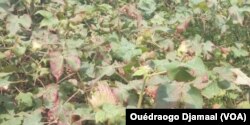 Un champs de coton ravagé par des insectes, à Houndé, Burkina Faso. (VOA/Ouédraogo Djamaal)