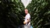 Gas Crisis Hits Dutch Greenhouses