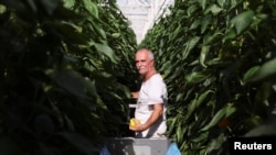 An employee picks peppers at a greenhouse in Grubbenvorst, Netherlands September 5, 2022. REUTERS/Piroschka van de Wouw