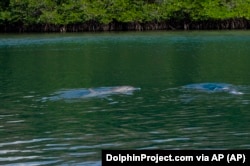 Johnny berenang sesaat usai dibebaskan dari Pusat Rehabilitasi, Pelepasan, dan Pensiun Umah Lumba di Teluk Banyuwedang, Bali Barat, Sabtu, 3 September 2022. (DolphinProject.com via AP)