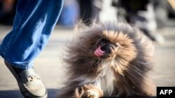 สุนัขพันธุ์ปักกิ่งวัย 8 ปีที่ชื่อ 'ไวล์ด แธง' ชนะในการเเข่งขัน World's Ugliest Dog เมื่อวันที่ 21 มิ.ย. 2024 (AFP)