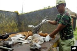 Seorang relawan memegang anjing-anjing yang diduga terinfeksi rabies di Desa Kutuh, Jimbaran, Bali, (Foto: AP)