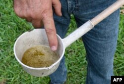 FILES - This file photo taken on June 7, 2016 shows Miami-Dade mosquito control worker Carlos Vargas pointing to the Aedes aegypti mosquito larvae at a home in Miami, Florida.