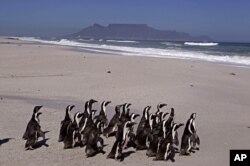 Penguin berjalan ke laut dengan Gunung Meja sebagai latar belakang, selama pelepasan mereka oleh pekerja dari Yayasan Afrika Selatan untuk Konservasi Burung Pesisir, SANCCOB, di pinggiran kota Cape Town, Afrika Selatan, Selasa, 25 September 2012. (Foto: AP)