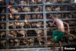 Seorang anak mengambil telur dari sebuah mobil bak terbuka yang membawa ayam dari pasar di Dhaka, 25 Juni 2014.