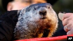 Groundhog atau sejenis marmut yang digunakan untuk meramal lamanya musim dingin di Punxsutawney, Philadelphia (foto: dok).