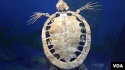 Fosil penyu laut kuno yang dipamerkan di Smithsonian's National Museum, Washington DC.