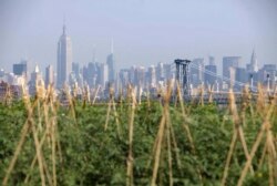The Manhattan skyline is seen behind a Brooklyn Grange rooftop garden in the Brooklyn Navy Yards in the Brooklyn section of New York, Thursday, Aug. 2, 2012.