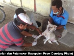 Petugas Kesehatan Hewan Dinas Pertanian dan Peternakan Kabupaten Poso melakukan vaksinasi Anjing di Kecamatan Lage. (Foto : Dinas Pertanian dan Peternakan Kabupaten Poso)