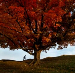 FILE - A man walks by an oak tree displaying fall colors on the grounds of the National World War I Museum, Monday, Oct. 29, 2018, in Kansas City, Mo. (AP Photo/Charlie Riedel)