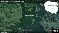 Bialowieza Forest, Poland