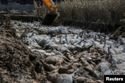 中国山东寿光县被淹后，一个大铲车正在清理在洪水中死去的牲畜尸体。（2018年8月24日）