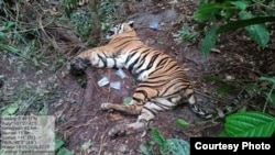 Seekor harimau Sumatra yang ditemukan mati karena terjerat di dalam kawasan hutan tanaman industri di Provinsi Riau, Senin 18 Mei 2020. (Courtesy: BBKSDA Riau)