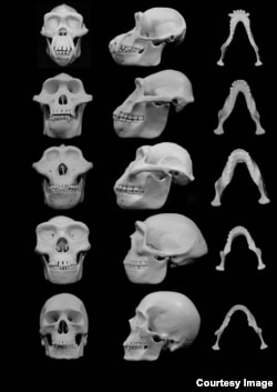 University of Utah researchers contend that human faces evolved to minimize injury from punches to the face during fights between males. Top to bottom: chimpanzee, our closest primate relative; hominid ancestors Australopithecus afarensis, Paranthropus boisei, Homo erectus; and modern human. (University of Utah)