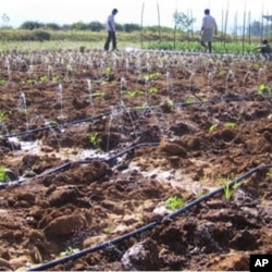 Southern Indian farmers running the Driptech irrigation system