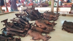 Kelelawar yang dijual di pasar ekstrim Tomohon Sulawesi Utara. Hewan-hewan ini didatangkan dari Sulawesi Tengah, Sulawesi Selatan, Sulawesi Tengah, 10 Maret 2020. (Foto: VOA/Yoanes Litha)