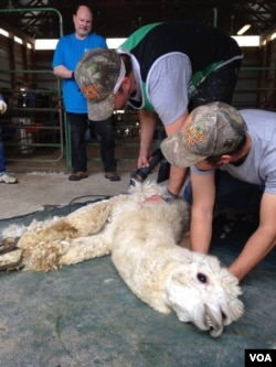 An alpaca is sheared at Sugarloaf Farm in Adamstown, Maryland. (J. Taboh/VOA)