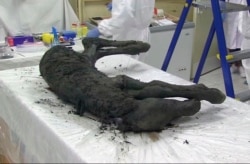 FILE: In this image made from video, the body of a horse believed to be about 40,000 years old. The horse was perfectly preserved in Siberian permafrost. Photo taken Aug. 23, 2018.