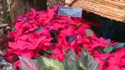 Stunning Creations Commemorate National Parks Centennial