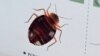 France Denies Reports of Bedbugs on Trains