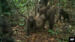 This photo taken by a camera trap shows a group of Cross River gorillas in the Mbe Mountains of Nigeria on Monday, June 22, 2020. (WCS Nigeria via AP)
