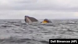 لحظه‌ای که نهنگ ادریان را یکجا با قایق‌اش به کام خود فرو می‌برد.