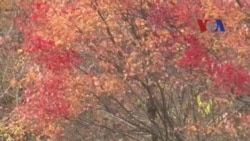 Keindahan Pemandangan Musim Gugur