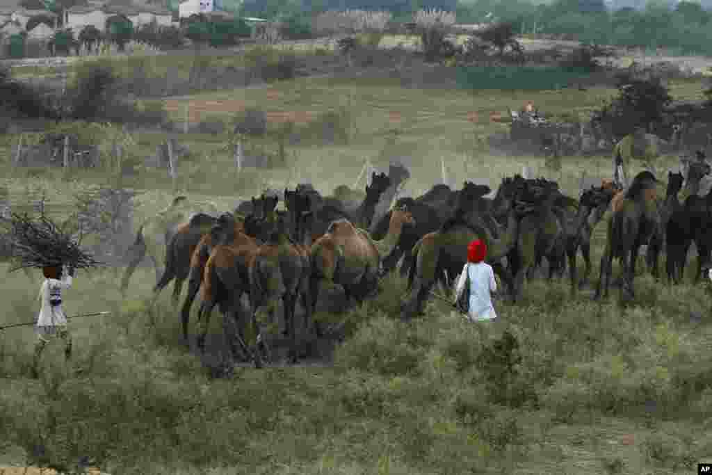 Para penggembala India datang dengan unta mereka untuk memeriahkan pameran ternak tahunan di Pushkar, negara bagian Rajasthan, India.
