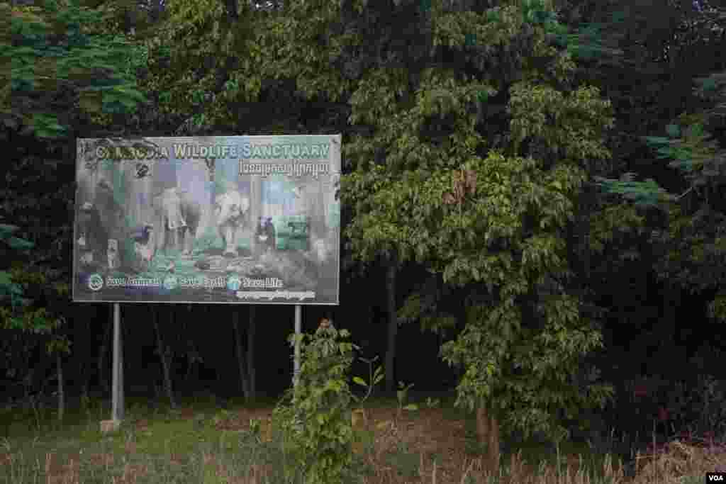 ដំរី​ឈ្មោះ​កាវ៉ាន​ (Kaavan) ត្រូវ​បាន​បញ្ជូន​មក​រស់​នៅ​ដែន​ជម្រក​សត្វព្រៃ​នៅ​កម្ពុជា​ ខេត្ត​ឧត្តរមានជ័យ​ នៅ​ថ្ងៃទី​០១ ខែធ្នូ​ ឆ្នាំ​២០២០។ (ខាន់ សុគុំមនោ/VOA)