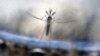 Mosquitoes, Not Security, Viewed as Big Rio Olympics Threat