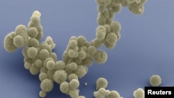 An electron micrograph image shows synthetic cell clusters magnified at about 15,000 times in this image released March 24, 2016.