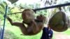 Thai Monkey Trainer Rejects Claims on Coconut Harvesting