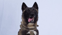 Conan, anjing militer AS yang membantu penyergapan pemimpin ISIS Abu Bakr al-Baghdadi di Suriah. (Foto: Courtesy/Twitter)