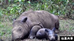 L'Afrique du Sud a enregistré depuis une dizaine d'années une explosion du braconnage, passant de 13 bêtes tuées en 2007 à 1.215 en 2014. 