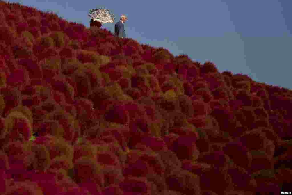 A couple walk in a field of fireweed, or Kochia scoparia, on a sunny autumn day at the Hitachi Seaside Park in Hitachi, north of Tokyo, Japan.