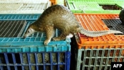 Un pangolin malais est vu hors de sa cage après avoir été confisqué par le Département de la faune et des parcs naturels de Kuala Lumpur.