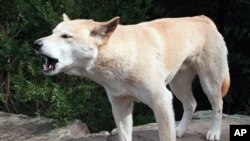 FILE - This April 1998 photo shows an Australian wild dingo at an Australian wildlife park.