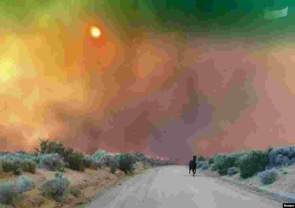 A horse runs from burning grasslands of the Long Valley fire near Doyle, California, U.S.