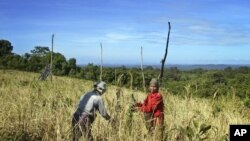 រូបឯកសារ៖ ជនជាតិ​ដើម​ភាគតិច​ក្នុង​ខេត្ត​រតនគីរី​ច្រូត​ស្រូវ​ដោយ​ប្រើប្រាស់​វិធីសាស្ត្រ​កាប់​និង​ដុត កាល​ពី​ថ្ងៃ​ទី​១៦ ខែវិច្ឆិកា ឆ្នាំ​២០០៤។ ពួកគេ​ត្រូវ​ព្យាយាម​ជួយ​សង្គ្រោះ​ដីធ្លី​របស់​ខ្លួន ដែល​រង​ការ​ទាមទារ​ពី​ក្រុមហ៊ុន​សម្បទាន​សេដ្ឋកិច្ច​នានា។