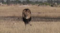 狮子塞西尔事件引发激烈辩论