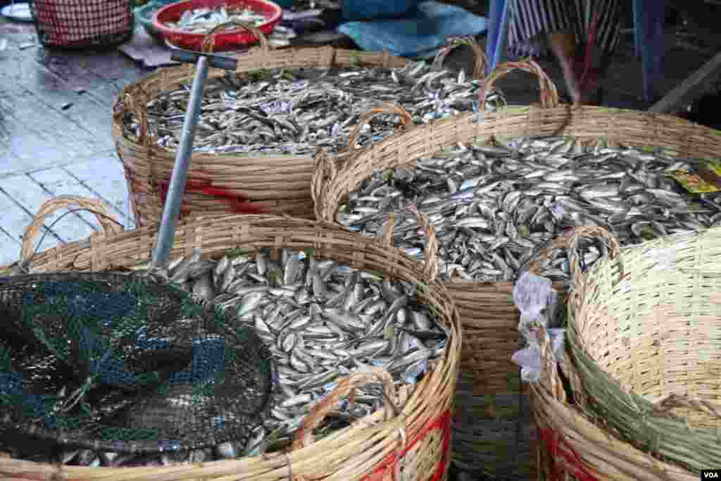 ទិដ្ឋភាព​ទូទៅ​នៃការរកត្រីប្រហុកនៅក្នុងតំបន់ផែនេសាទគីឡូម៉ែត្រលេខ៩ ក្នុងខណ្ឌឬស្សីកែវ រាជធានីភ្នំពេញ នៅថ្ងៃទី២៧ ខែធ្នូ ឆ្នាំ២០១៧ (ស៊ុន ណារិន/VOA)