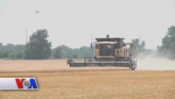 AQShda bug'doy kamroq ekilmoqda